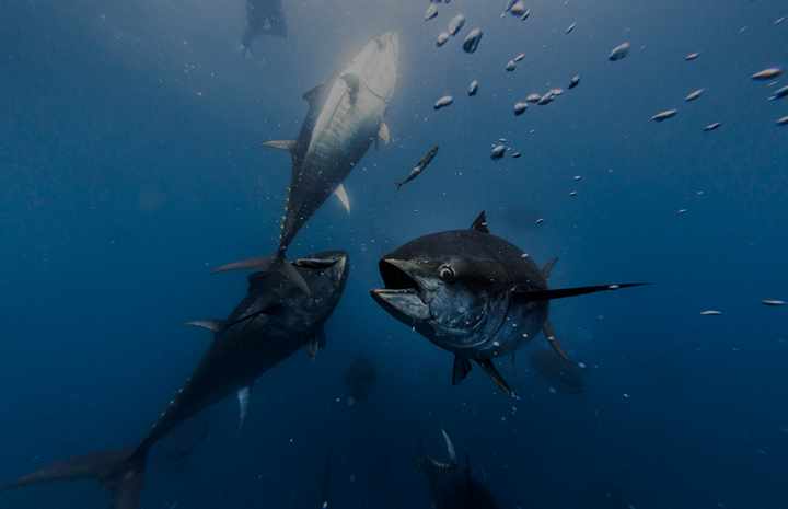 El auténtico atún rojo