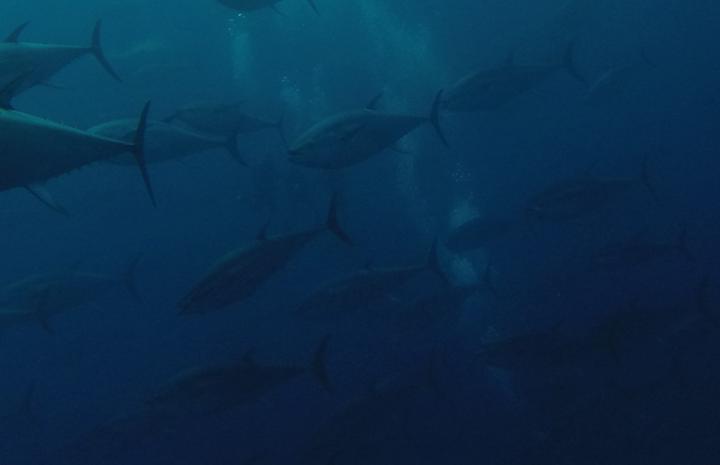 Sostenibilidad + I + D + i